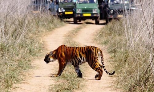 Delhi to Jimcorbett Taxi