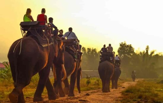 elephant_riding elephant_riding Safari