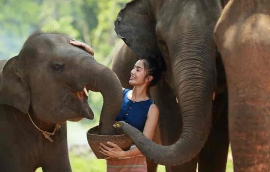 feeding_to_elephant
