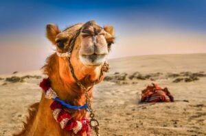 Camel Safari in Jaisalmer tour
